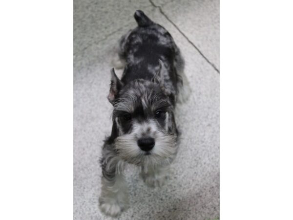 Miniature Schnauzer-DOG-Male-BLUE MERLE-5681-Petland Montgomery, Alabama