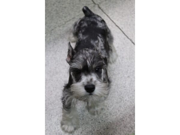 Miniature Schnauzer DOG Male BLUE MERLE 5681 Petland Montgomery, Alabama