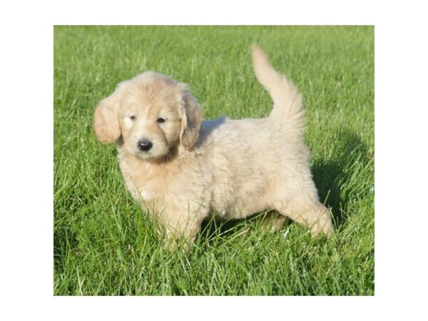 Goldendoodle Mini DOG Female Golden 5687 Petland Montgomery, Alabama