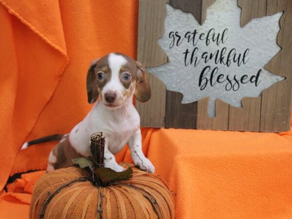 Dachshund-DOG-Female-chocolate dapple-5682-Petland Montgomery, Alabama