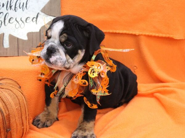 English Bulldog-DOG-Male-Black / Tan-5683-Petland Montgomery, Alabama