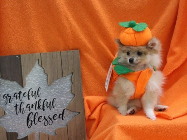 Pomeranian DOG Female Tan 5686 Petland Montgomery, Alabama