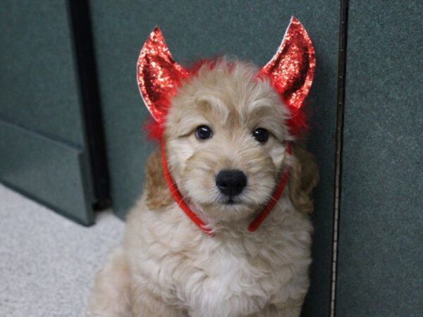 Goldendoodle Mini-DOG-Male-Golden-5688-Petland Montgomery, Alabama