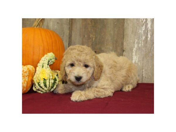 Goldendoodle Mini 2nd Gen DOG Male Golden 5690 Petland Montgomery, Alabama