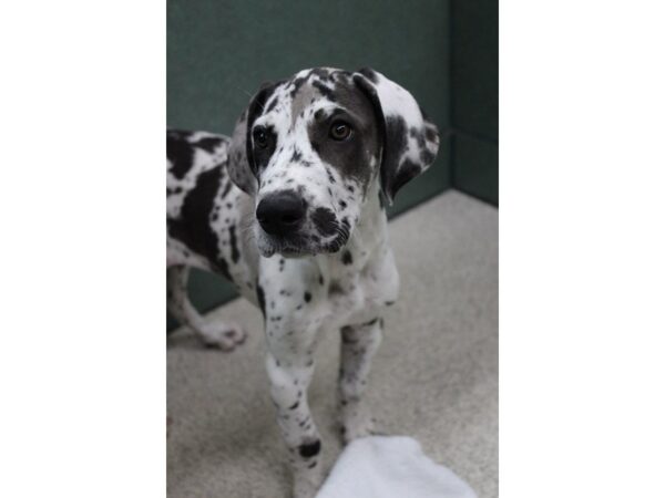 Great Dane DOG Female Black and White 5675 Petland Montgomery, Alabama