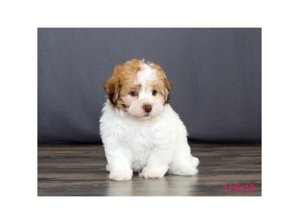Havanese-DOG-Male-White / Fawn-5691-Petland Montgomery, Alabama