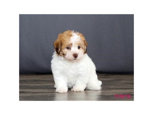 Havanese DOG Male White / Fawn 5691 Petland Montgomery, Alabama