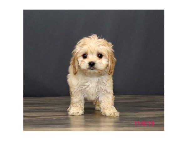 Cavachon DOG Male Apricot 5692 Petland Montgomery, Alabama