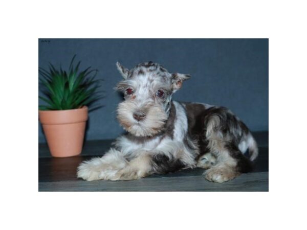 Miniature Schnauzer DOG Female Chocolate Merle 5693 Petland Montgomery, Alabama