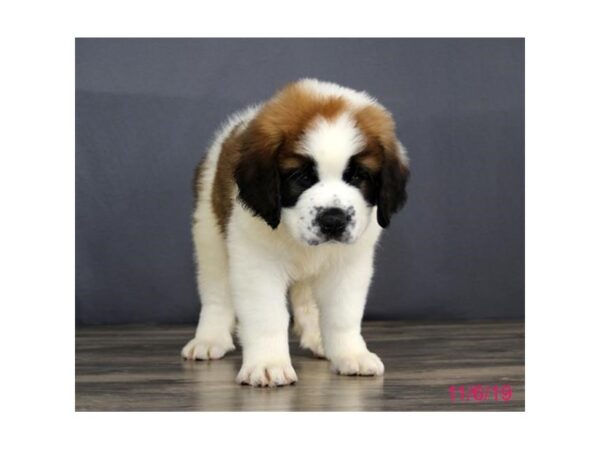 Saint Bernard-DOG-Male-Brown / White-5694-Petland Montgomery, Alabama