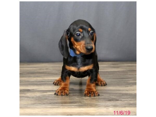 Dachshund DOG Male Black / Tan 5696 Petland Montgomery, Alabama