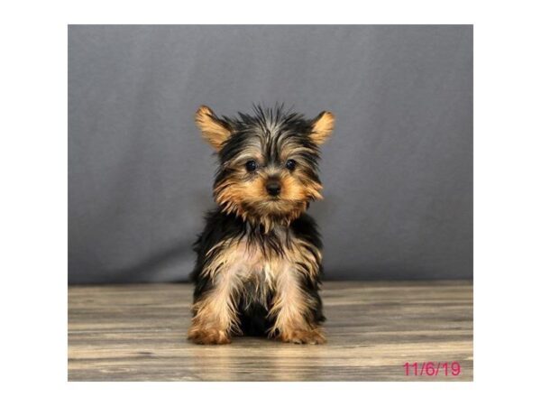 Yorkshire Terrier-DOG-Female-Black / Tan-5697-Petland Montgomery, Alabama