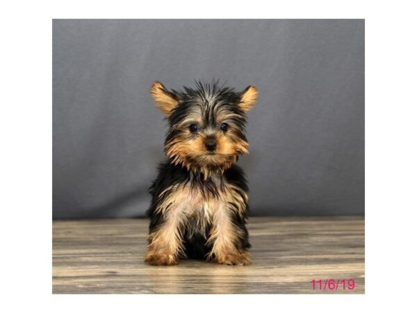 Yorkshire Terrier DOG Female Black / Tan 5697 Petland Montgomery, Alabama