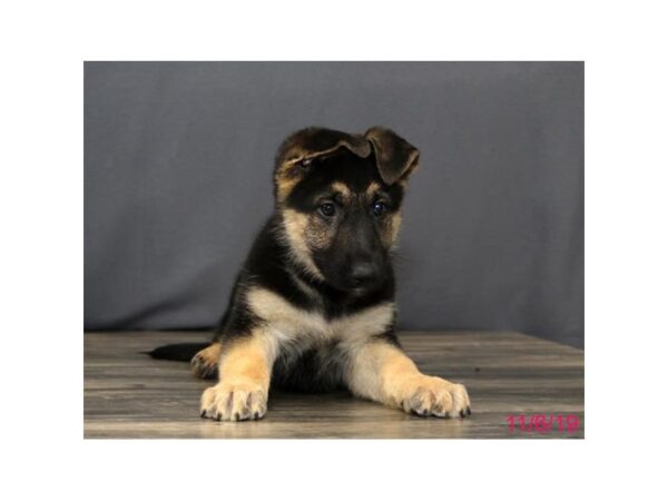 German Shepherd Dog-DOG-Female-Black / Tan-5699-Petland Montgomery, Alabama