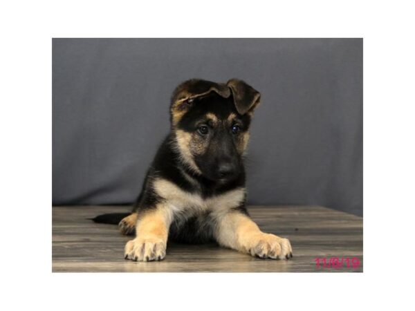 German Shepherd Dog DOG Female Black / Tan 5699 Petland Montgomery, Alabama