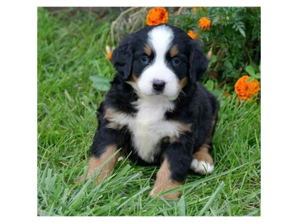 Bernese Mountain Dog DOG Female Tri-Colored 5700 Petland Montgomery, Alabama