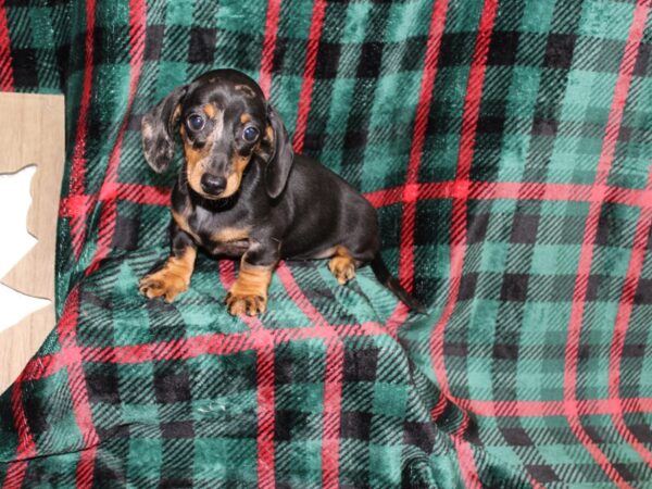 Dachshund DOG Female Black / Tan 5695 Petland Montgomery, Alabama