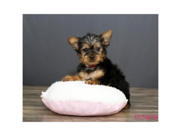 Silky Terrier DOG Female Black / Tan 5701 Petland Montgomery, Alabama