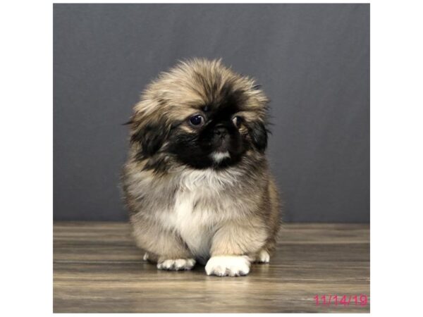 Pekingese DOG Male Fawn 5703 Petland Montgomery, Alabama