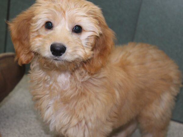 Goldendoodle Mini DOG Male Golden 5689 Petland Montgomery, Alabama