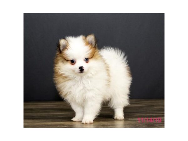 Pomeranian DOG Male Sable / White 5706 Petland Montgomery, Alabama