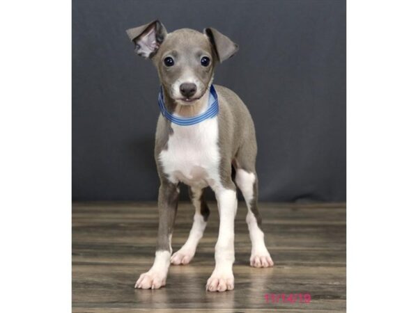 Italian Greyhound DOG Male Blue 5707 Petland Montgomery, Alabama