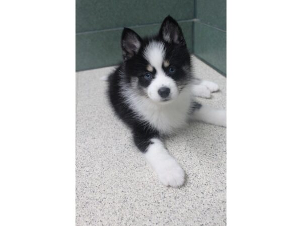 Pomsky DOG Female Black / White 5702 Petland Montgomery, Alabama