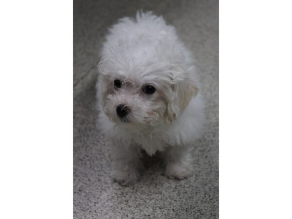 Bichon Frise DOG Female White 5705 Petland Montgomery, Alabama