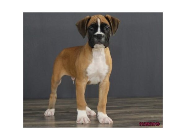 Female boxer shop puppies near me
