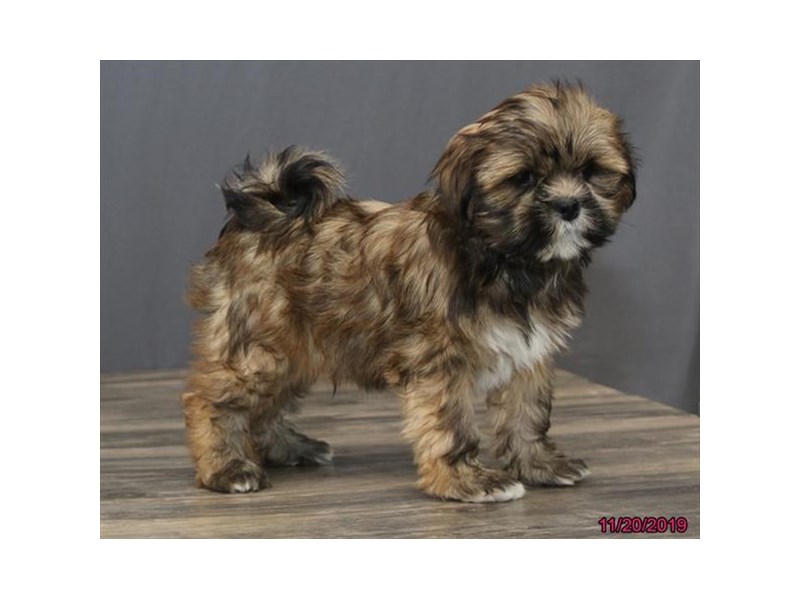 Lhasa Apso Puppy Red ID:5716 Located at Petland Montgomery, Alabama