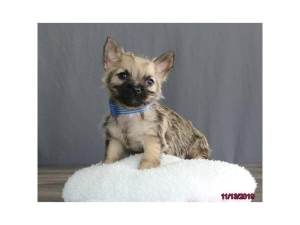 Cairn Terrier-DOG-Male-Wheaten-5717-Petland Montgomery, Alabama