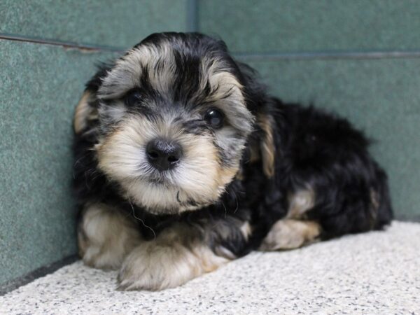 Morkie DOG Male BLK TAN 5711 Petland Montgomery, Alabama