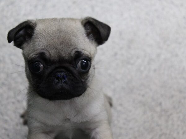 Pug DOG Male Fawn 5713 Petland Montgomery, Alabama