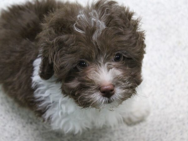 Teddy Bear DOG Male CHOC WHITE PARTI 5710 Petland Montgomery, Alabama