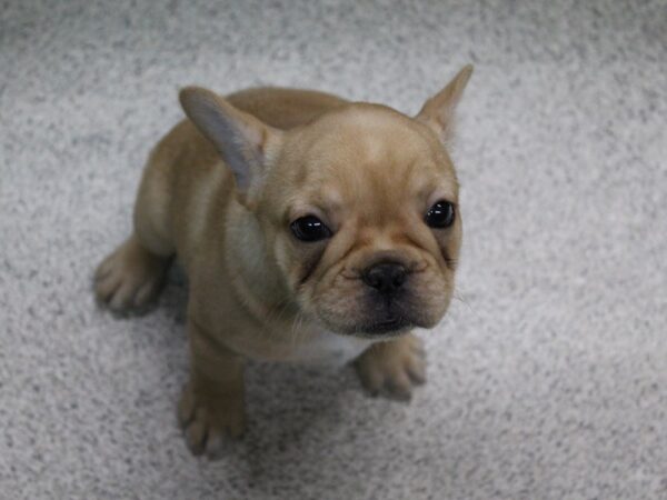 French Bulldog-DOG-Male-FAWN-5709-Petland Montgomery, Alabama