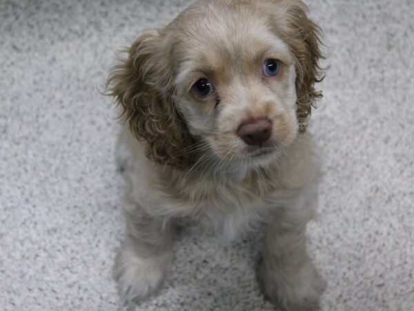 Cocker Spaniel DOG Female BUFF 5712 Petland Montgomery, Alabama