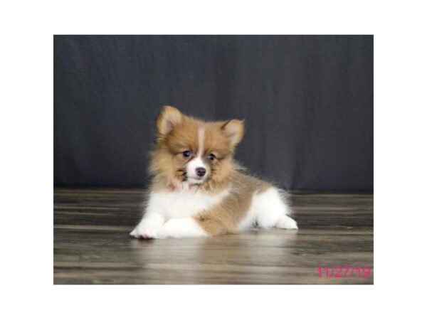 Pomeranian-DOG-Female-Blue / White-5722-Petland Montgomery, Alabama