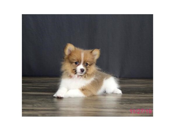 Pomeranian DOG Female Blue / White 5722 Petland Montgomery, Alabama