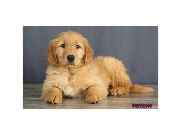 Golden Retriever DOG Male Golden 5723 Petland Montgomery, Alabama