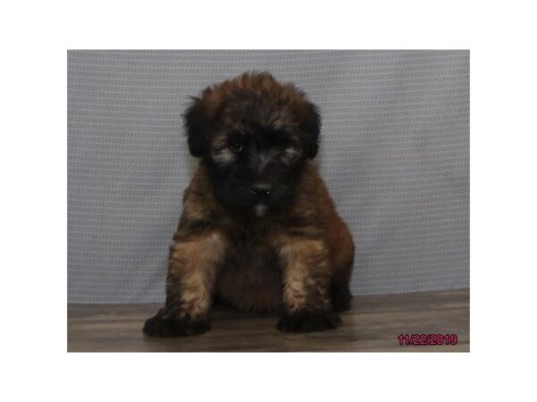 Soft Coated Wheaten Terrier DOG Male Wheaten 5724 Petland Montgomery, Alabama