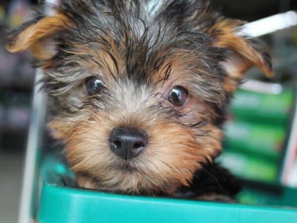 Yorkshire Terrier DOG Female BLK TAN 5721 Petland Montgomery, Alabama