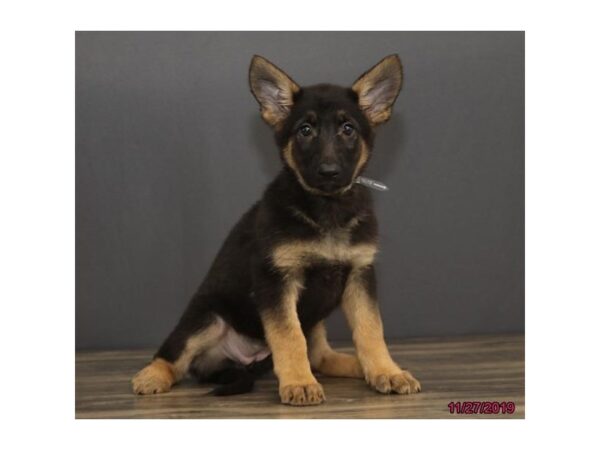 German Shepherd Dog-DOG-Female-Black / Tan-5725-Petland Montgomery, Alabama