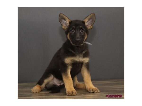 German Shepherd Dog DOG Female Black / Tan 5725 Petland Montgomery, Alabama