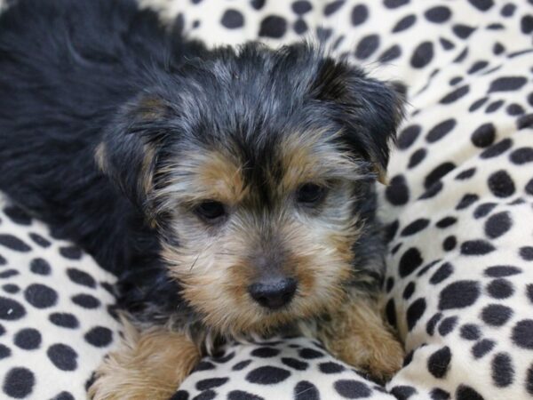 Yorkshire Terrier-DOG-Male-Black Tan-5719-Petland Montgomery, Alabama