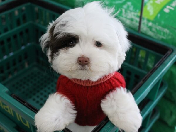 Havanese DOG Male CHOC WHITE TRI 5720 Petland Montgomery, Alabama