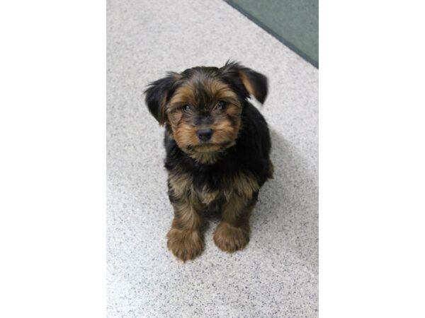 Yorkshire Terrier DOG Male BLK TAN 5727 Petland Montgomery, Alabama