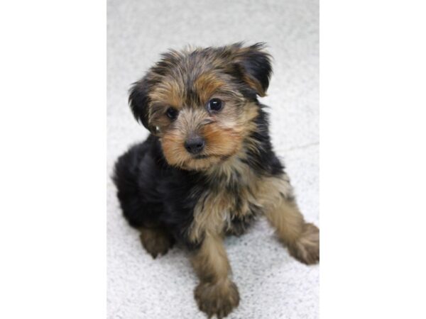 Yorkshire Terrier DOG Female BLK TAN 5726 Petland Montgomery, Alabama