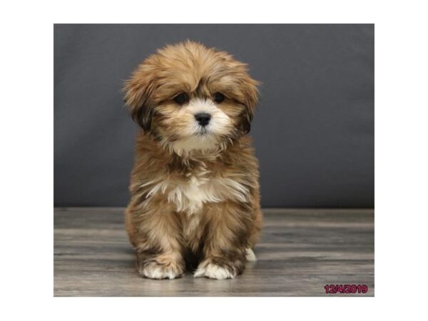 Lhasa Apso DOG Female Red 5732 Petland Montgomery, Alabama