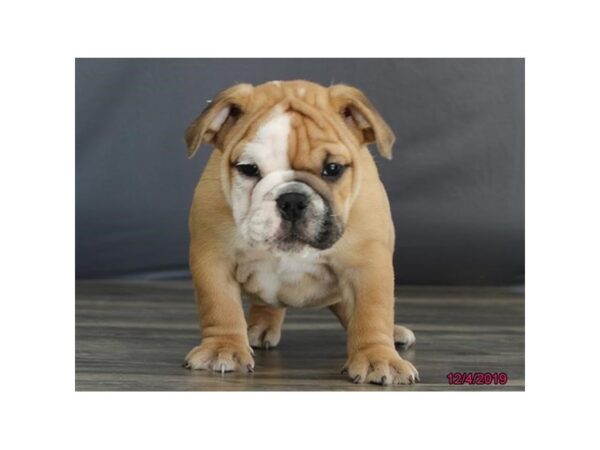 Bulldog DOG Female White / Tan 5733 Petland Montgomery, Alabama