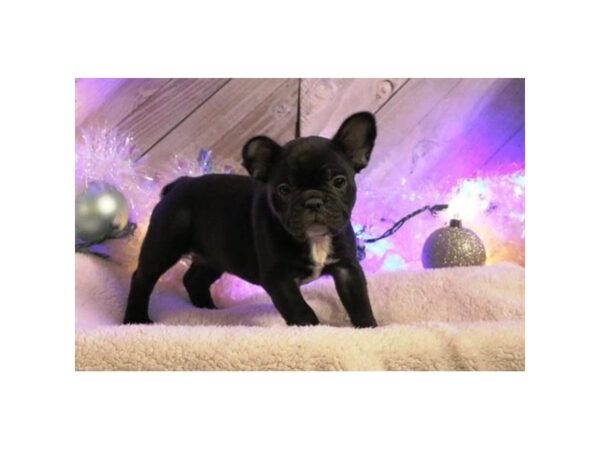 French Bulldog-DOG-Female-Black Brindle-5734-Petland Montgomery, Alabama